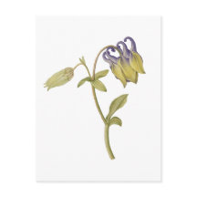 手描きの西洋オダマキの花