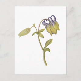 手描きの西洋オダマキの花 ポストカード