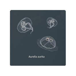 手描きアウレリアオーリタクラゲイラストレーション メタルプリント