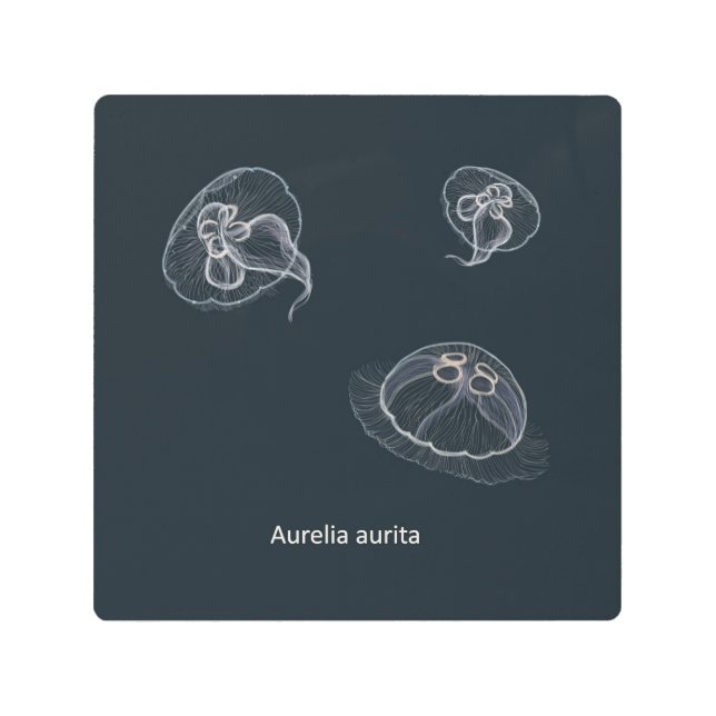 手描きアウレリアオーリタクラゲイラストレーション メタルプリント (正面)