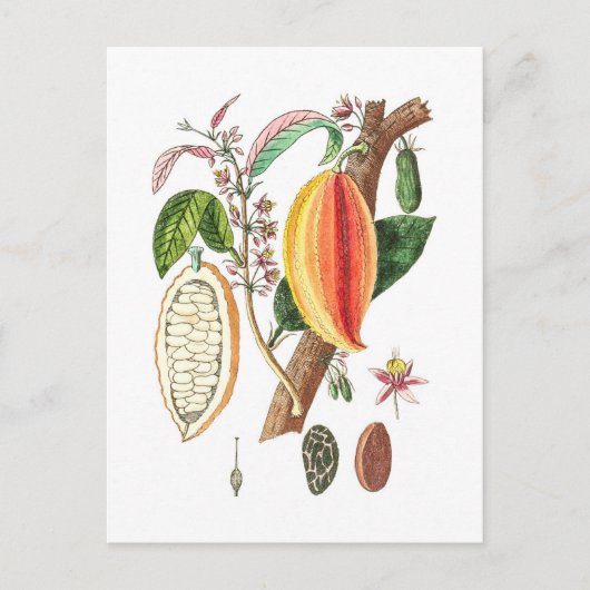 手描きカカオ – ヴィンテージアート ポストカード (正面)