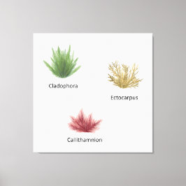 手描きクラドホラ、エクトカルパスワカメ キャンバスプリント