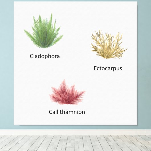 手描きクラドホラ、エクトカルパスワカメ キャンバスプリント (インサイチュ (ウッドフロア))