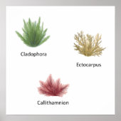 手描きクラドホラ、エクトカルパスワカメ ポスター (正面)