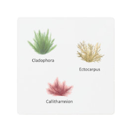 手描きクラドホラ、エクトカルパスワカメ メタルプリント