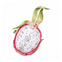 手描きドラゴンフルーツイラストレーション