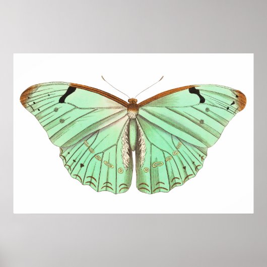 手描きラエルテスバタフライヴィンテージイラストレーション ポスター (正面)