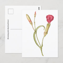 手描き咲きピンクのディアンサスの花 ポストカード