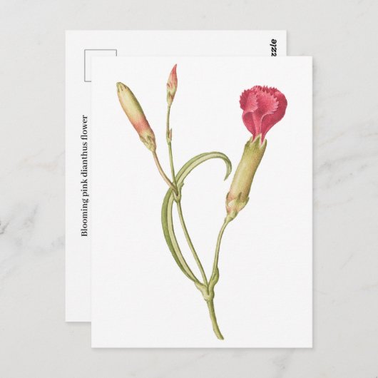 手描き咲きピンクのディアンサスの花 ポストカード (正面/裏面)