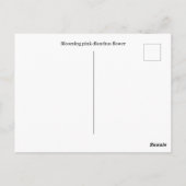 手描き咲きピンクのディアンサスの花 ポストカード (裏面)