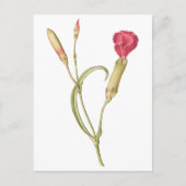 手描き咲きピンクのディアンサスの花 ポストカード (正面)