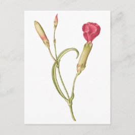 手描き咲きピンクのディアンサスの花 ポストカード