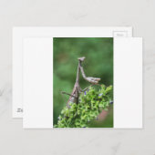 手祈錠 ポストカード (正面/裏面)