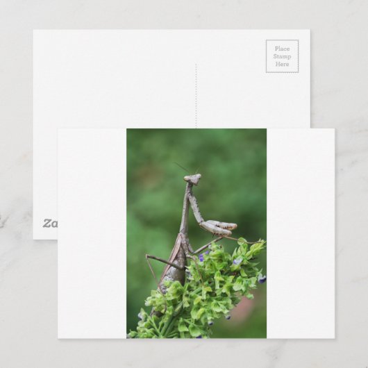 手祈錠 ポストカード (正面/裏面)