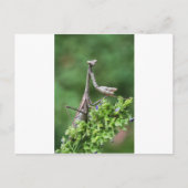 手祈錠 ポストカード (正面)