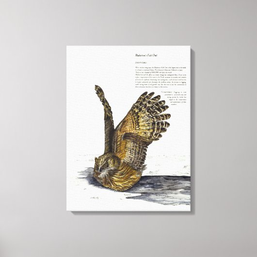 手絵を描絶滅危険フクロウプリントキャンバス キャンバスプリント (正面)