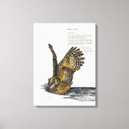 手絵を描絶滅危険フクロウプリントキャンバス キャンバスプリント