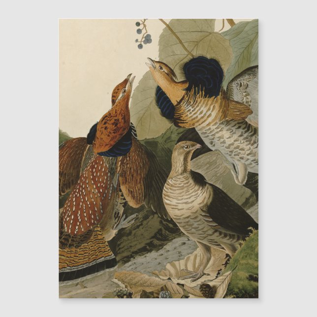 手荒いグロウズオードボンゲームバード (正面)