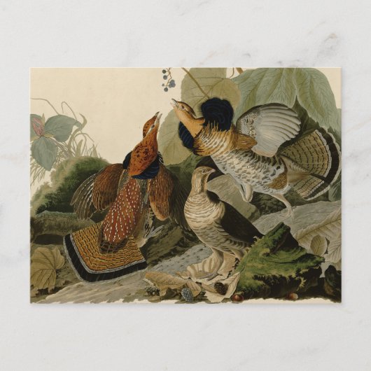 手荒いグロウズオードボンゲームバード ポストカード (正面)