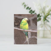 手足のインコ ポストカード (スタンド正面)