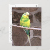 手足のインコ ポストカード (正面/裏面)