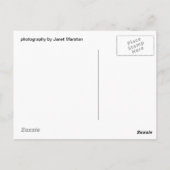 手足のインコ ポストカード (裏面)