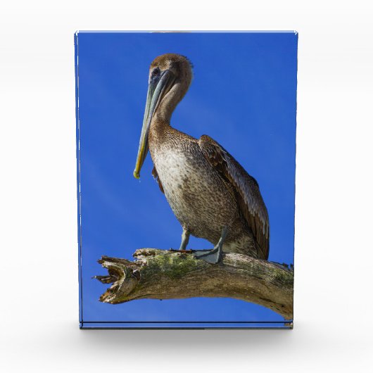 手足のペリカン フォトブロック (正面)