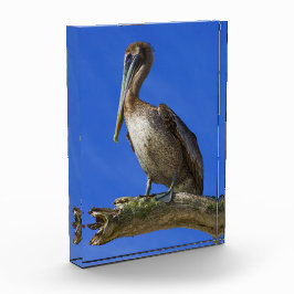 手足のペリカン フォトブロック