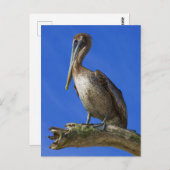 手足のペリカン ポストカード (正面/裏面)