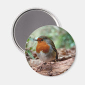 手足の赤いロビン マグネット (正面/裏面)