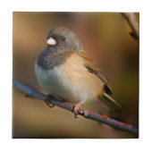 手足の黒い目のジャンコ タイル (正面)