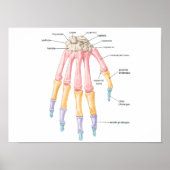 手骨ポスター ポスター (正面)