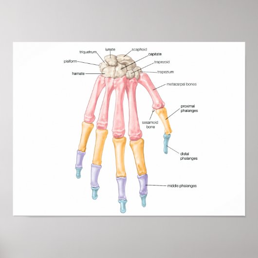 手骨ポスター ポスター (正面)