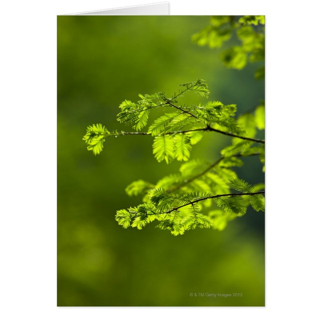 扶南省、中国、アジア (正面)