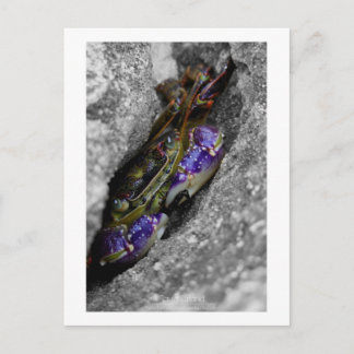 技術色の生き物 ポストカード