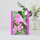 抗ゴノングレプスまたはサンゴつる植物。 ポストカード (スタンド正面)