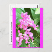 抗ゴノングレプスまたはサンゴつる植物。 ポストカード (正面/裏面)