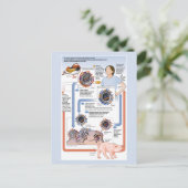 抗原性変化(インフルエンザ)イラストレーション ポストカード (スタンド正面)