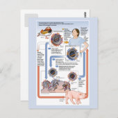 抗原性変化(インフルエンザ)イラストレーション ポストカード (正面/裏面)