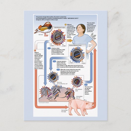 抗原性変化(インフルエンザ)イラストレーション ポストカード (正面)