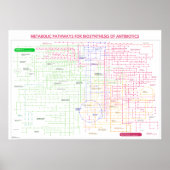 抗生物質合成のための代謝経路 ポスター (正面)