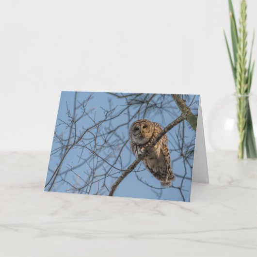 折り畳まれたフクロウのメモカード サンキューカード (正面)