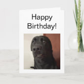 折り畳みカード怖い犬ミーム カード (正面)