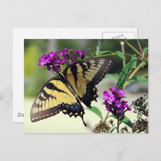 折れたウィングはがき ポストカード (正面/裏面)