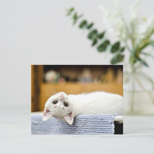 抵抗し難い…抱きしめたく可愛い子猫 ポストカード (スタンド正面)