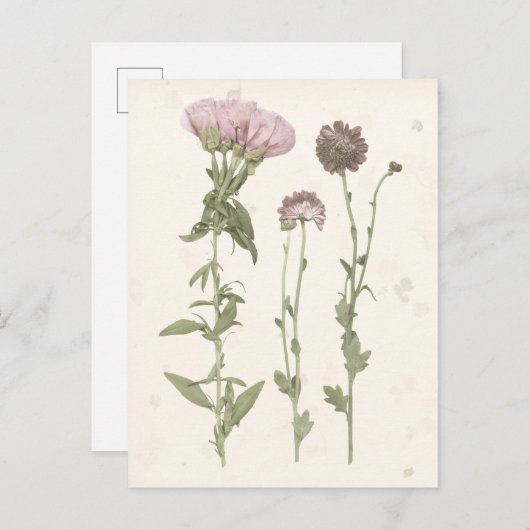 押された開花 – ピンク ポストカード (正面/裏面)