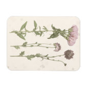 押された開花 – ピンク マグネット (横)