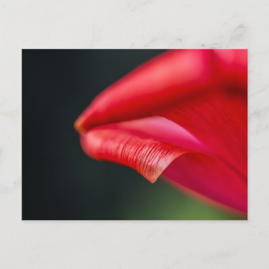 抽象的な赤いチューリップの花びらのマクロ写真 ポストカード (正面)