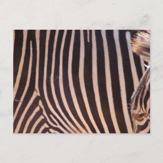 抽象芸術ストライプはがき ポストカード (正面)