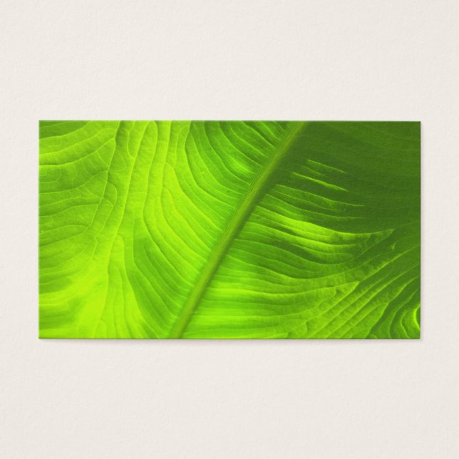 抽象芸術ゾウの耳の写真(背空白の付) (正面)